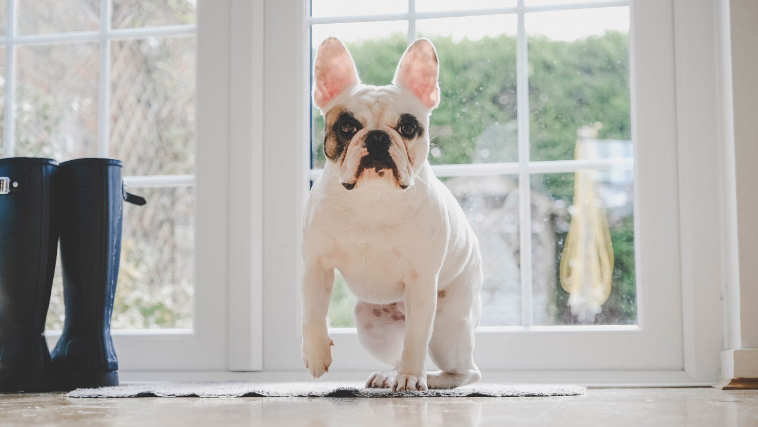 dog wiping feet on doormat 