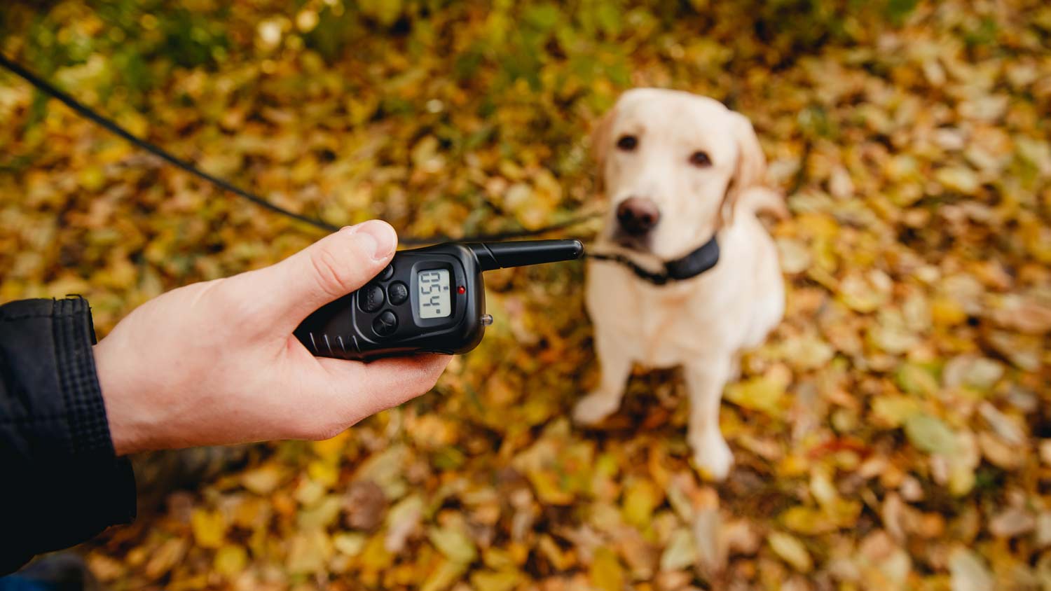 owner with dog and handheld radio