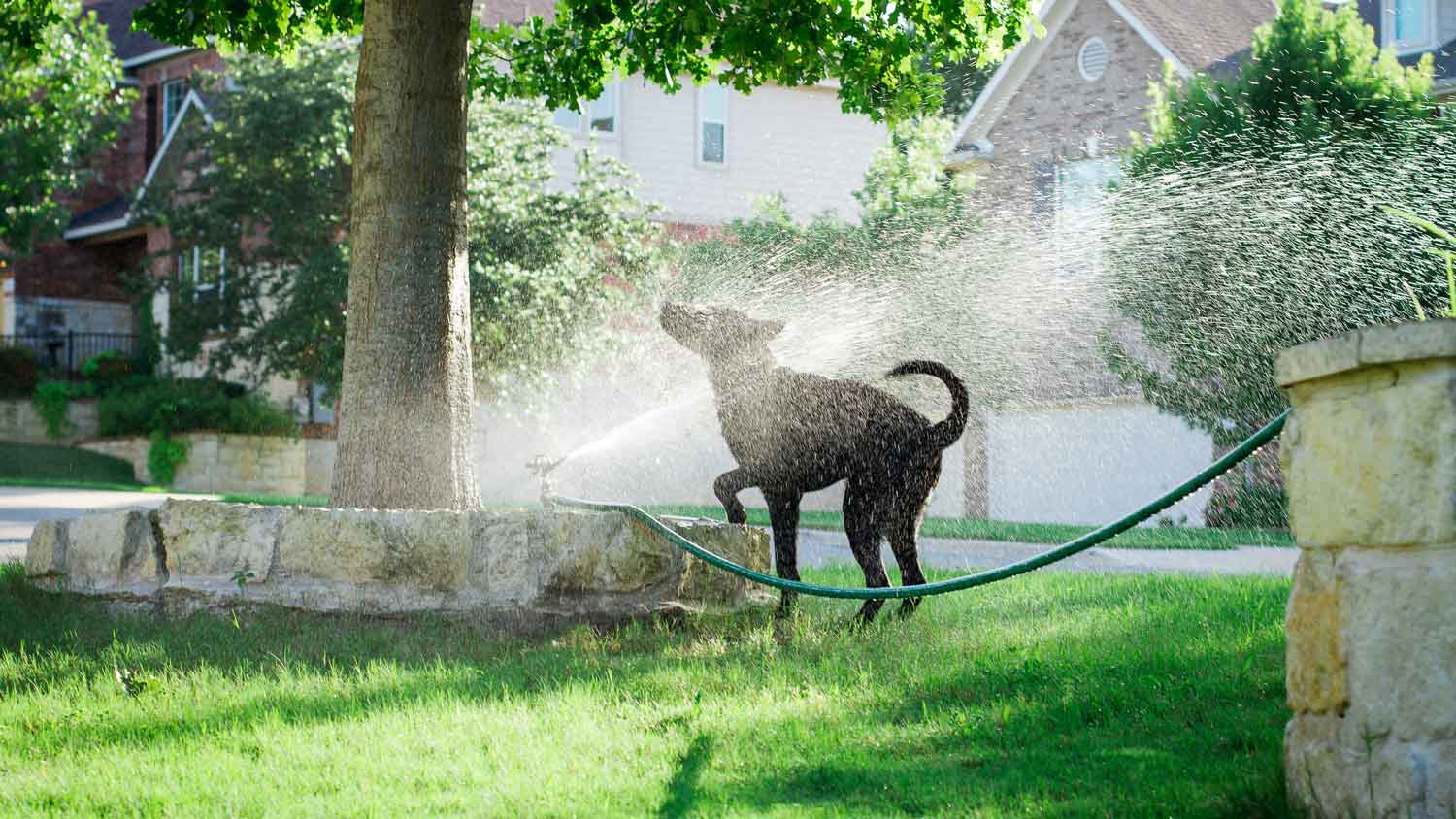 Is Dog Poop Bad For Your Lawn