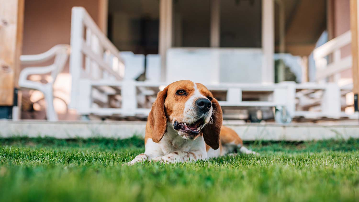 Portrait of a dog relaxing in the garden