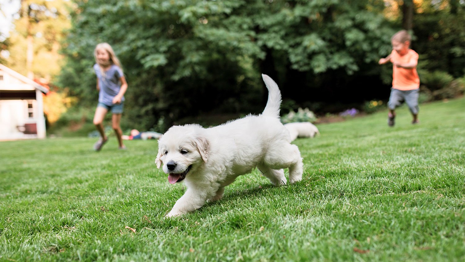 dog running around with kids in the yard