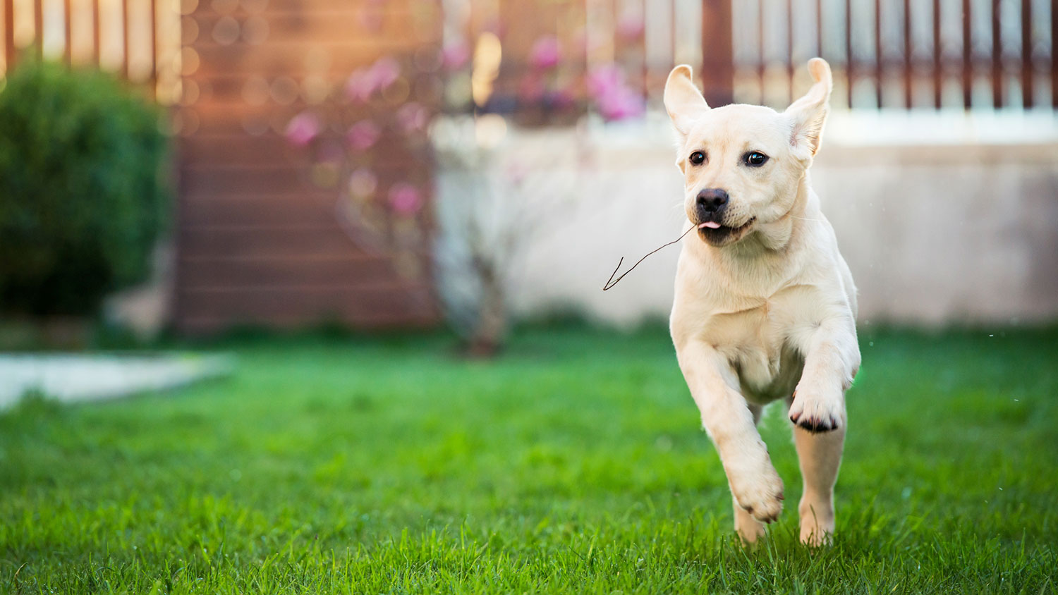 Dog with a twig in its mouth is running in the yard