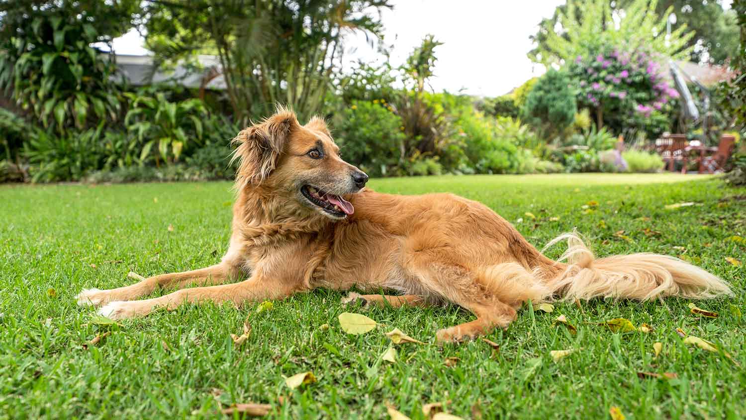 Dog chilling in the yard