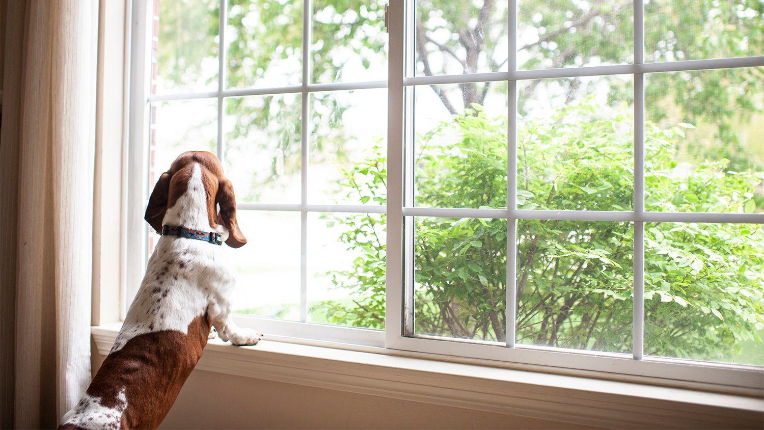 dog standing looking out the window