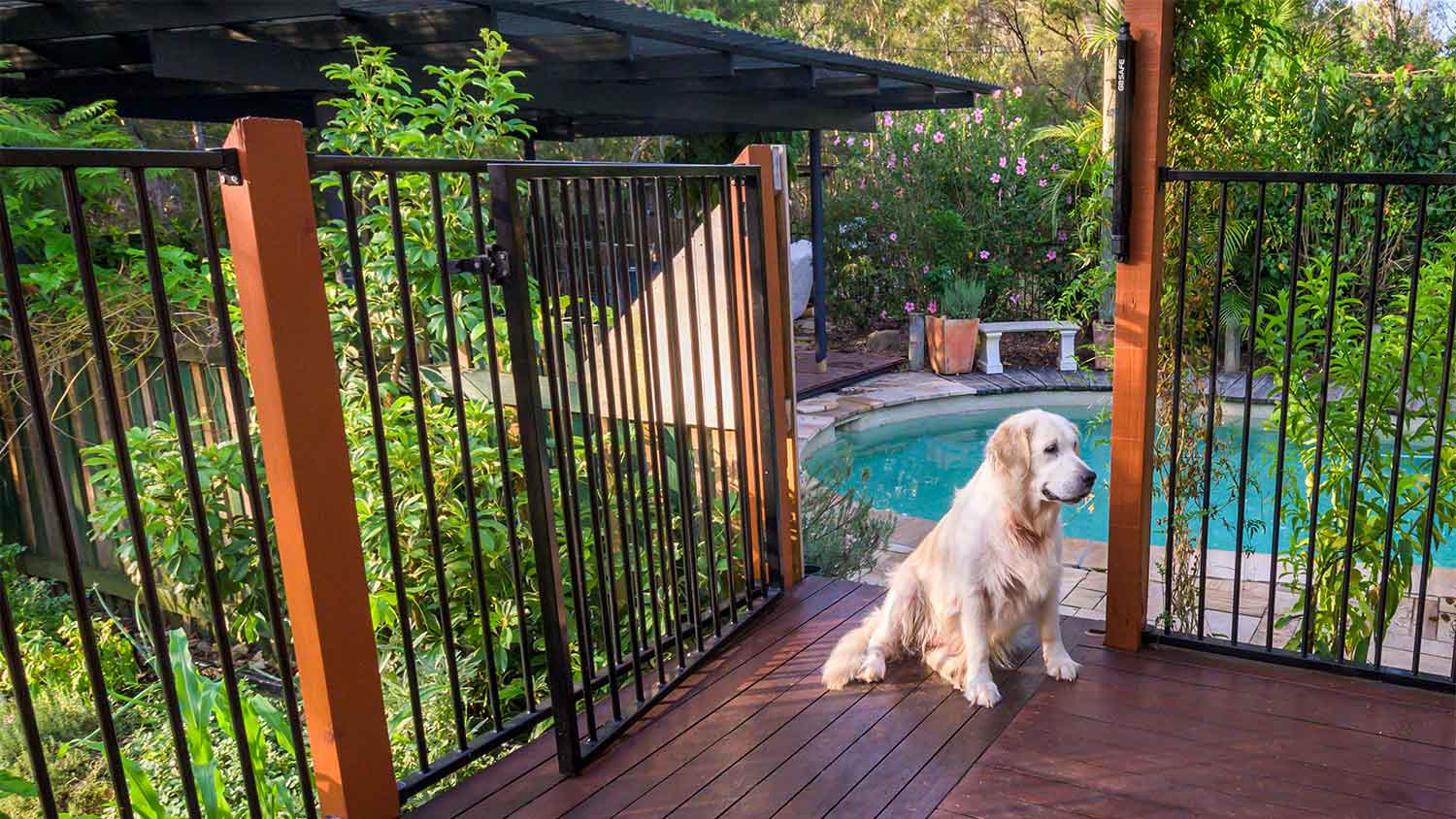 A dog sits by a swimming pool gate