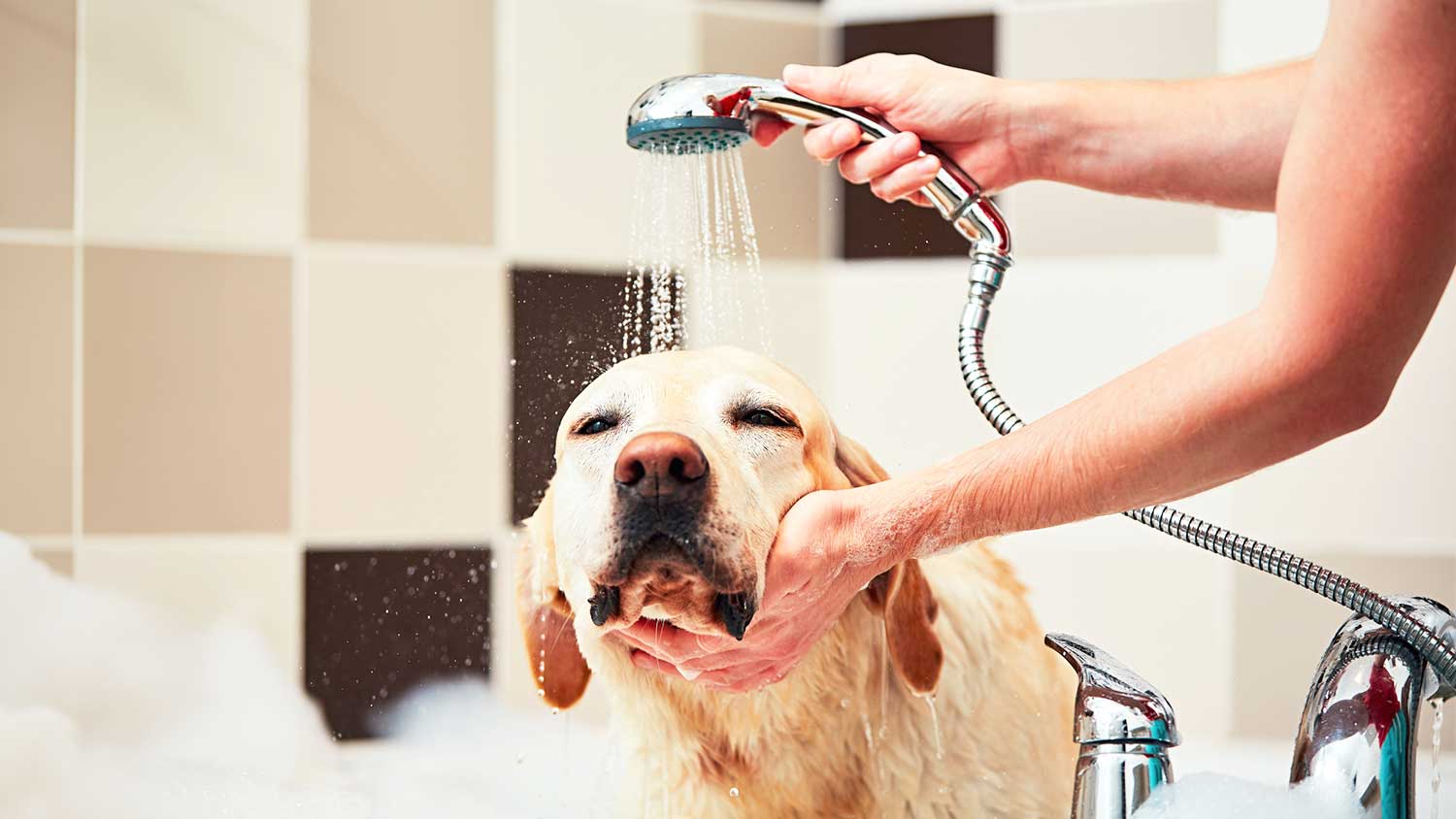 Person bathing a dog in the tub