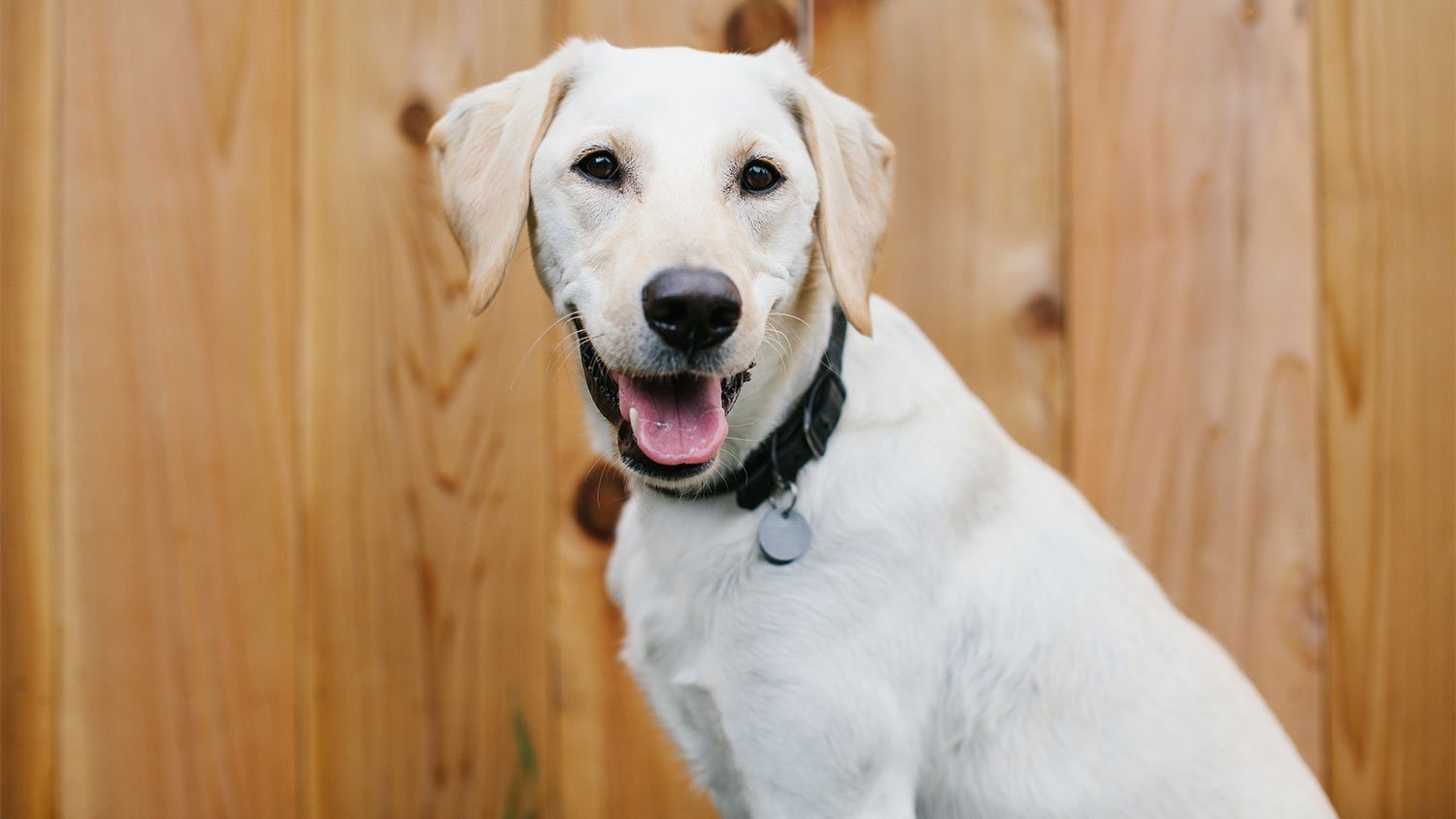 white dog in front of wood fence