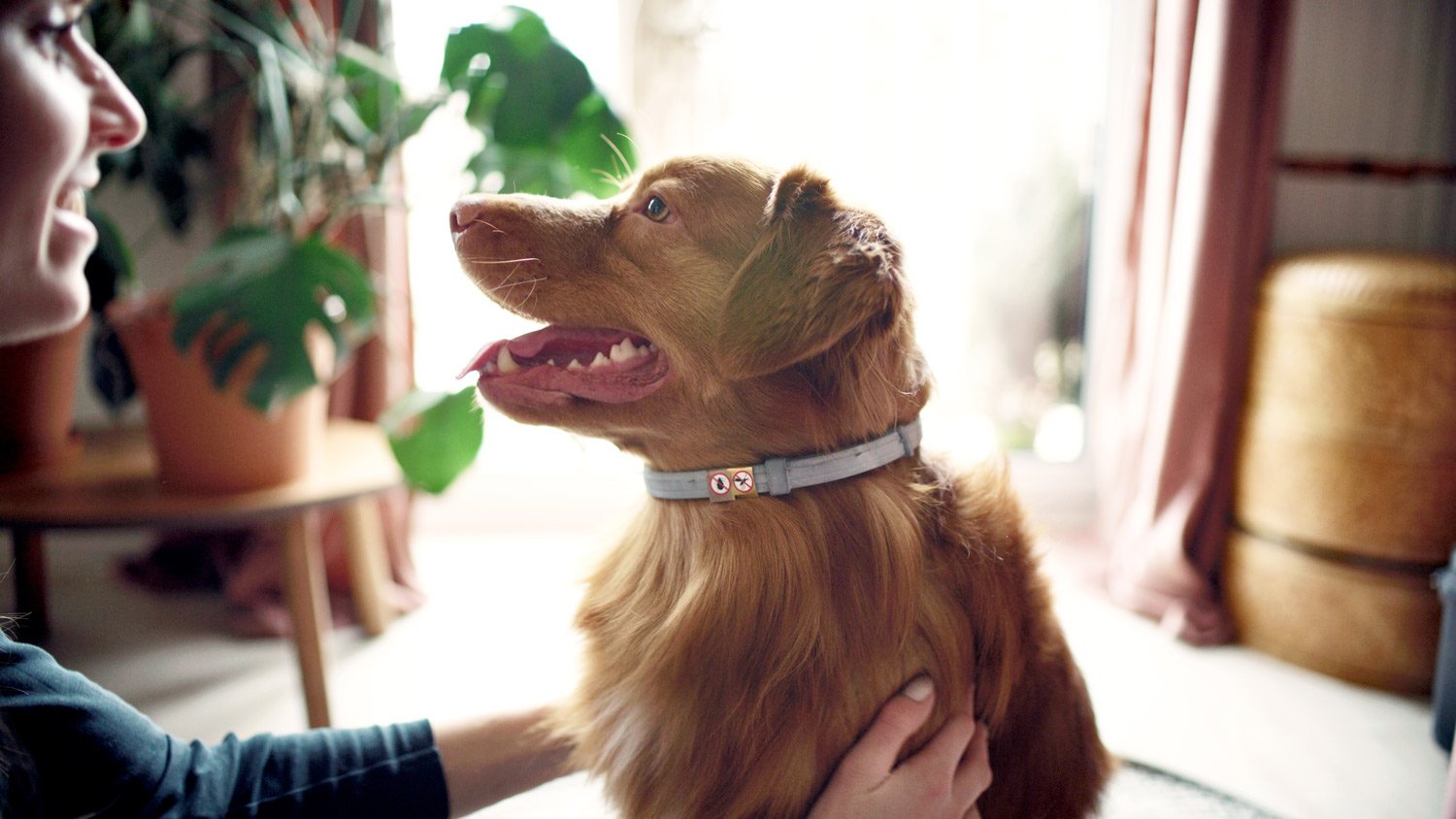 Dog wearing a gray flea collar