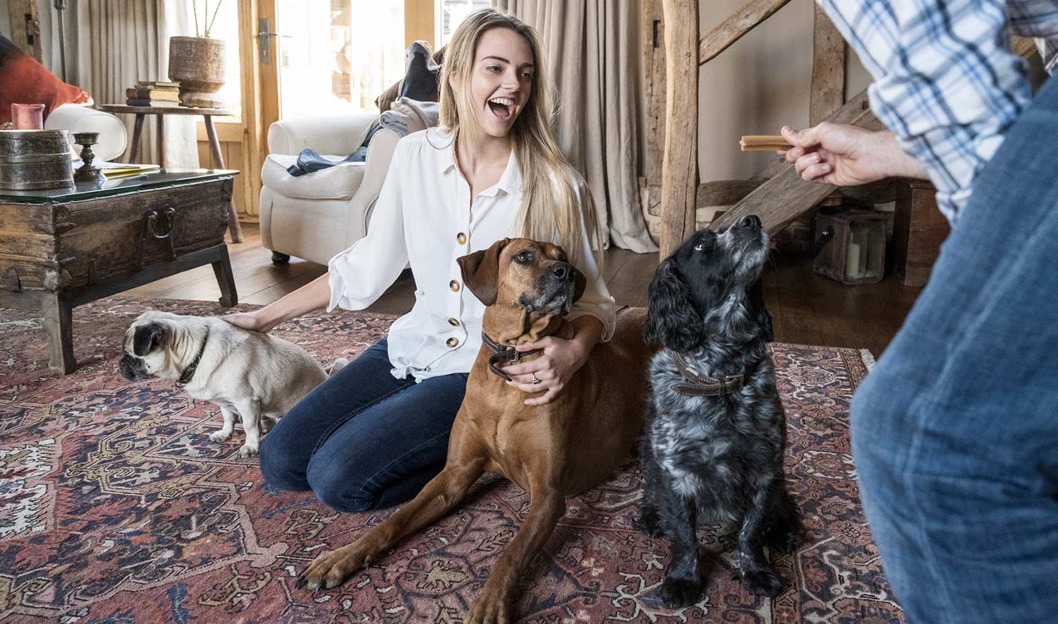 Dogs on oriental rug with their owners