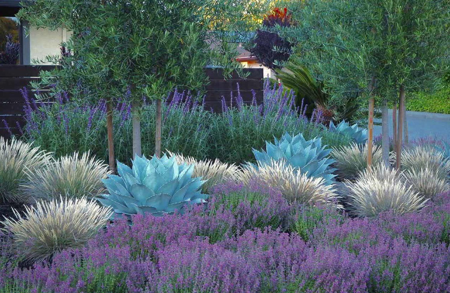 A drought-tolerant plants