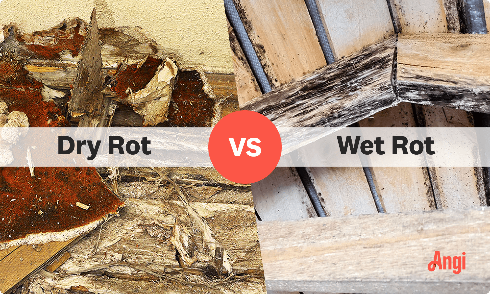 Dry rot versus wet rot compared visually