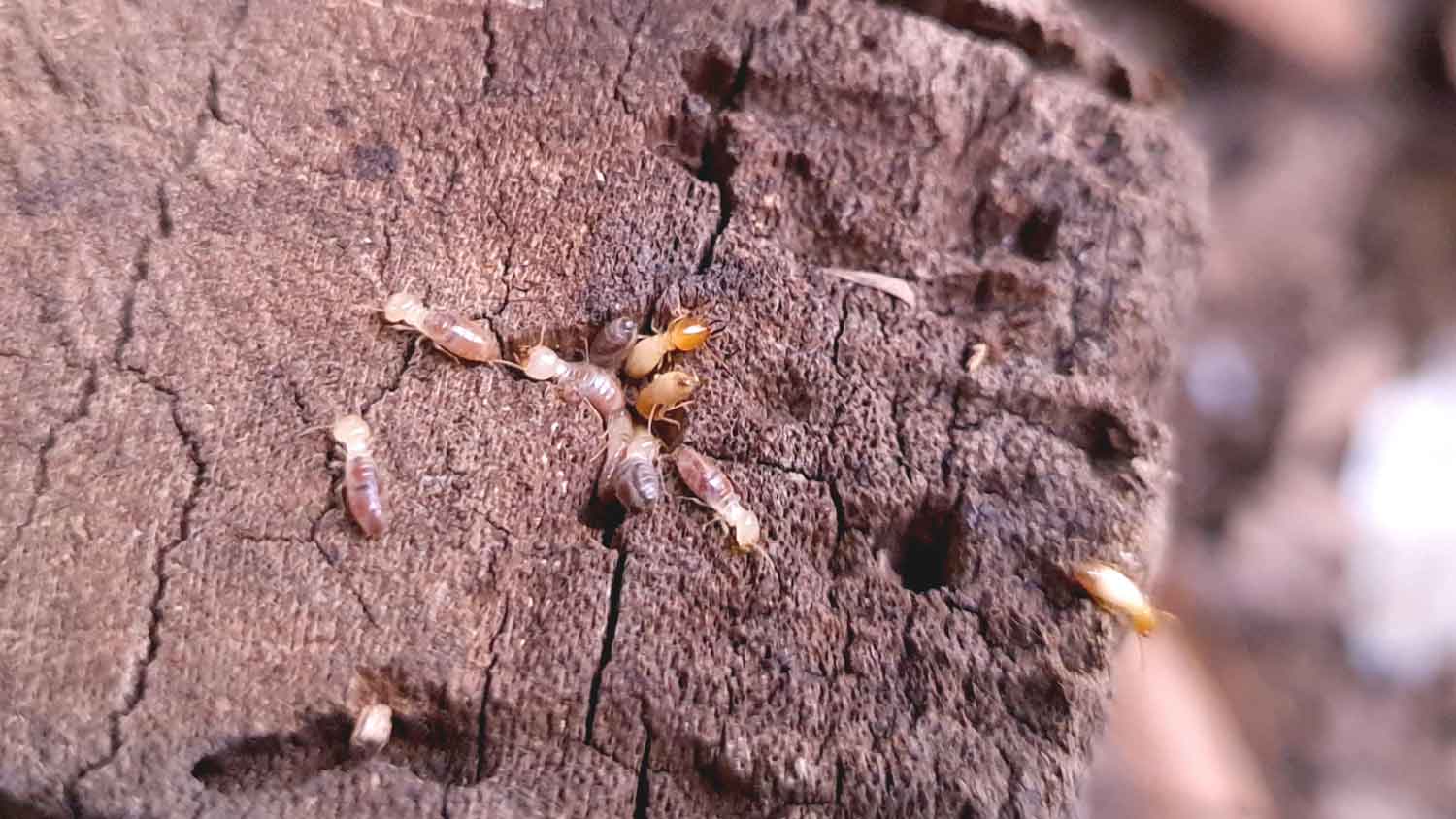 Drywood termites