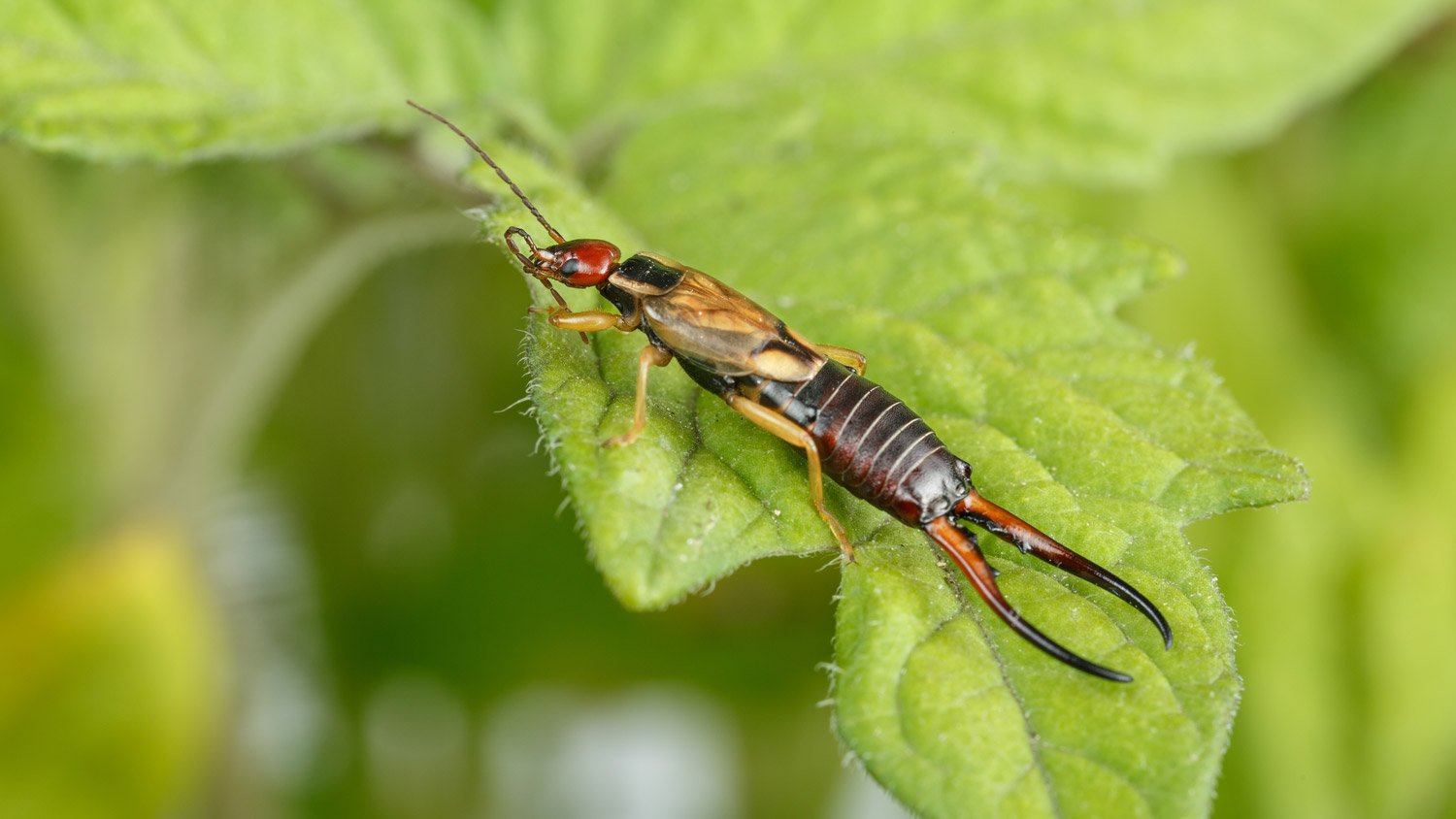 An earwig on the leaf of a tomato plant