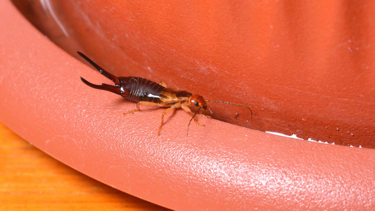earwig on flower pot