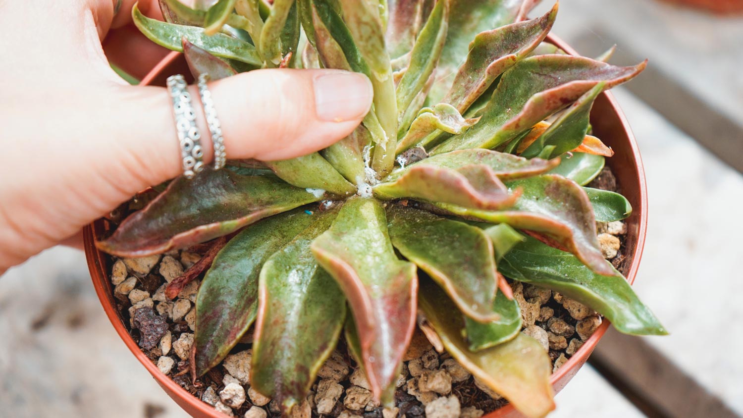 A potted echeveria plant affected with mealybugs