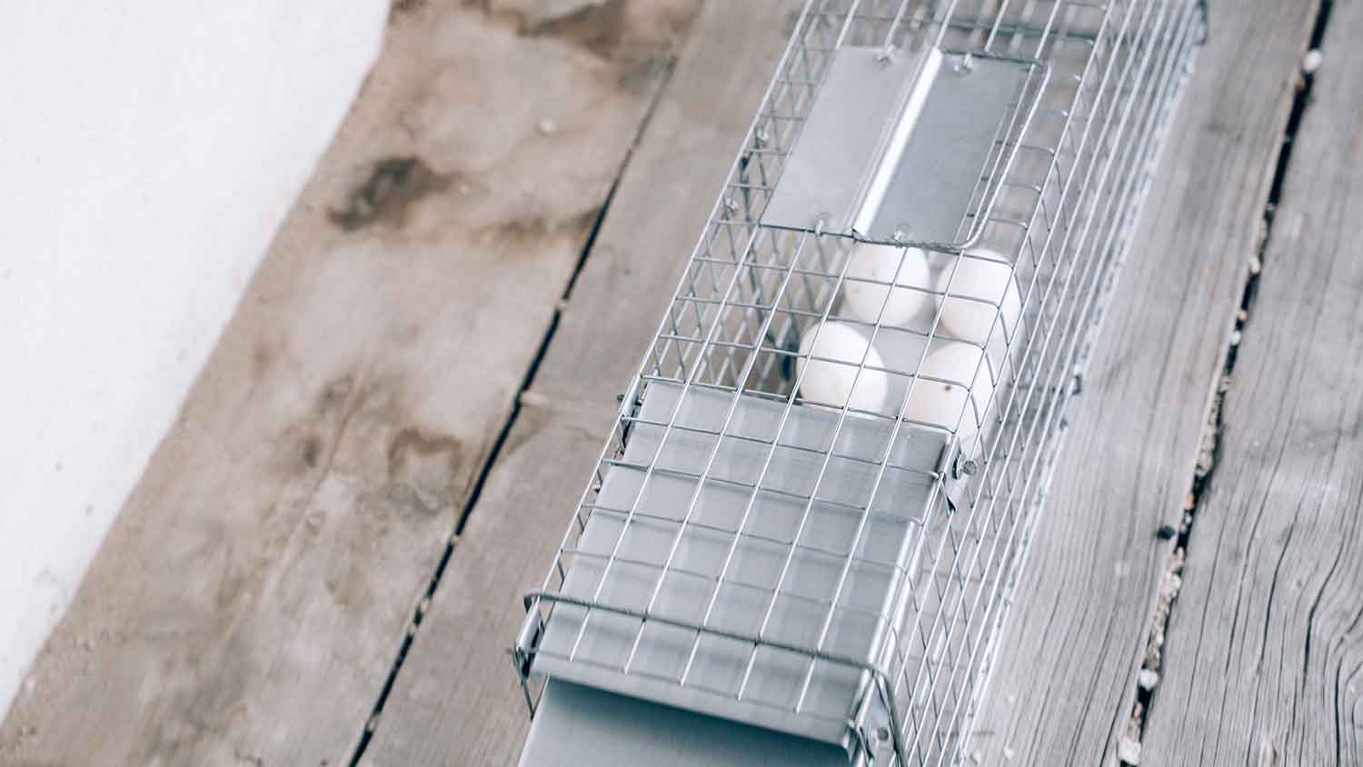 Eggs placed in a cage trap to catch a possum 