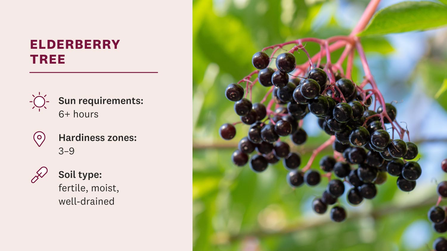 elderberries hanging from tree