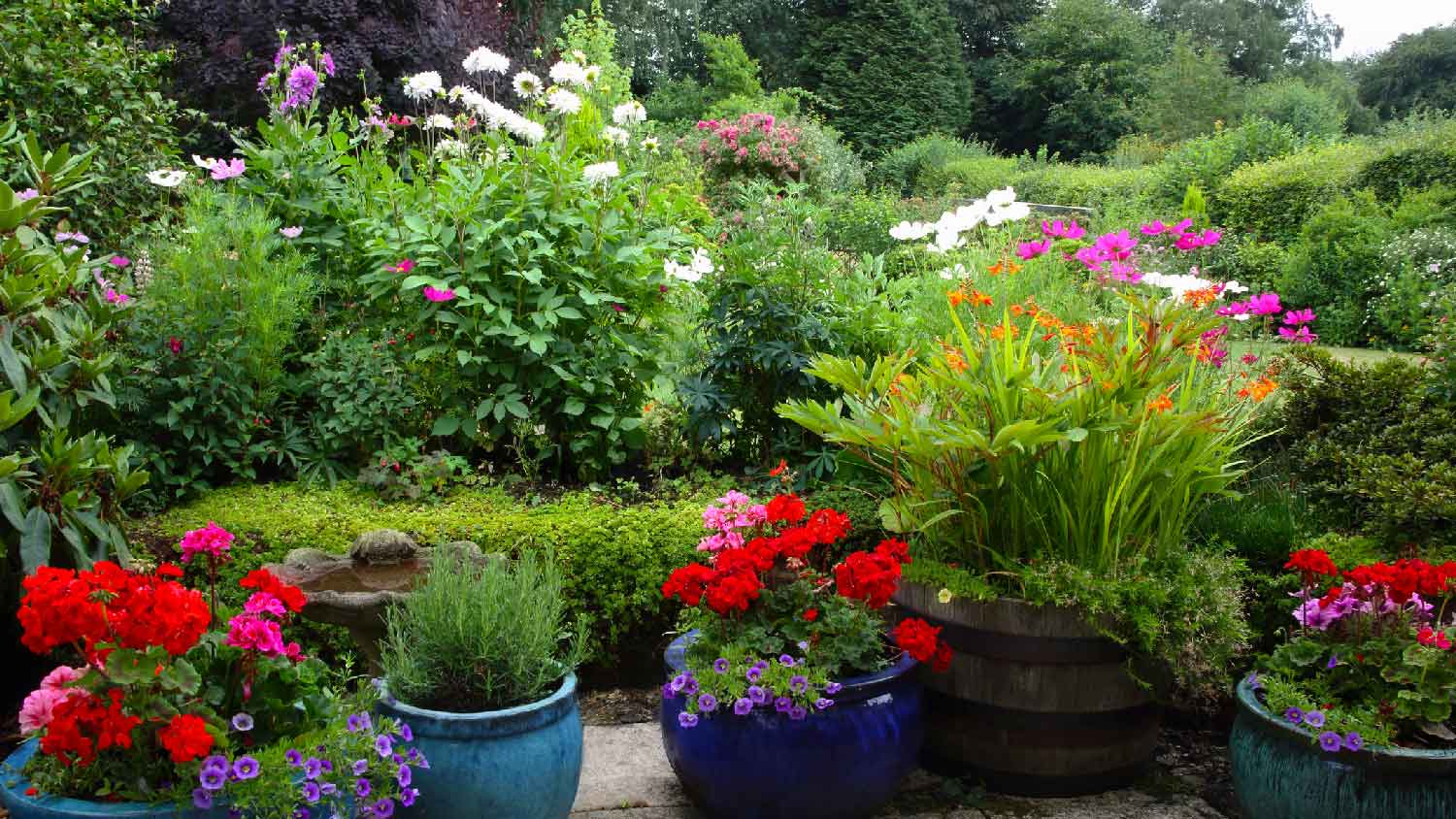 An english country garden with petunias and geraniums