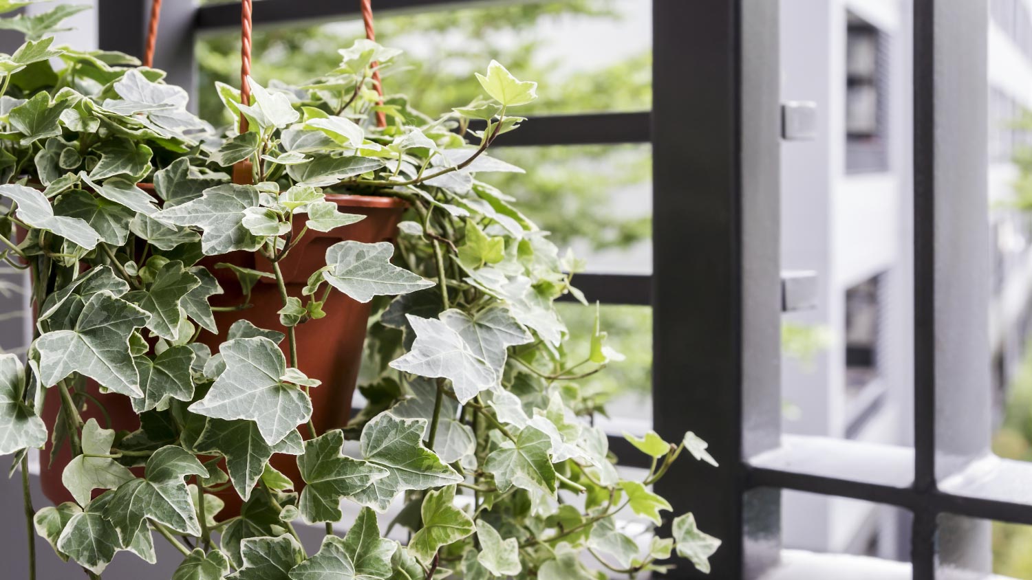 An english ivy plant in pot on the balcony