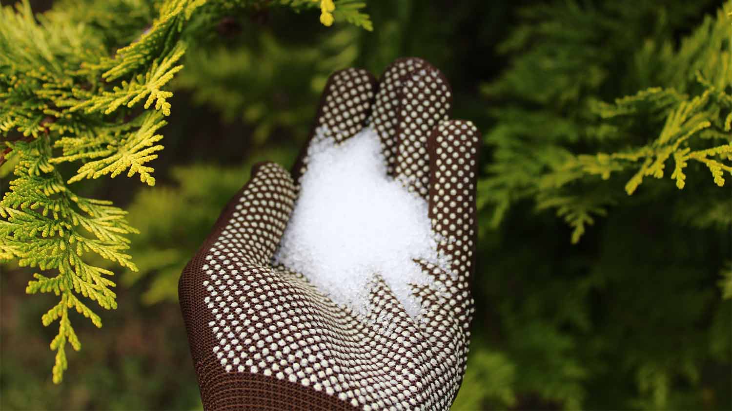 person holding epsom salt in their hand for tree stump