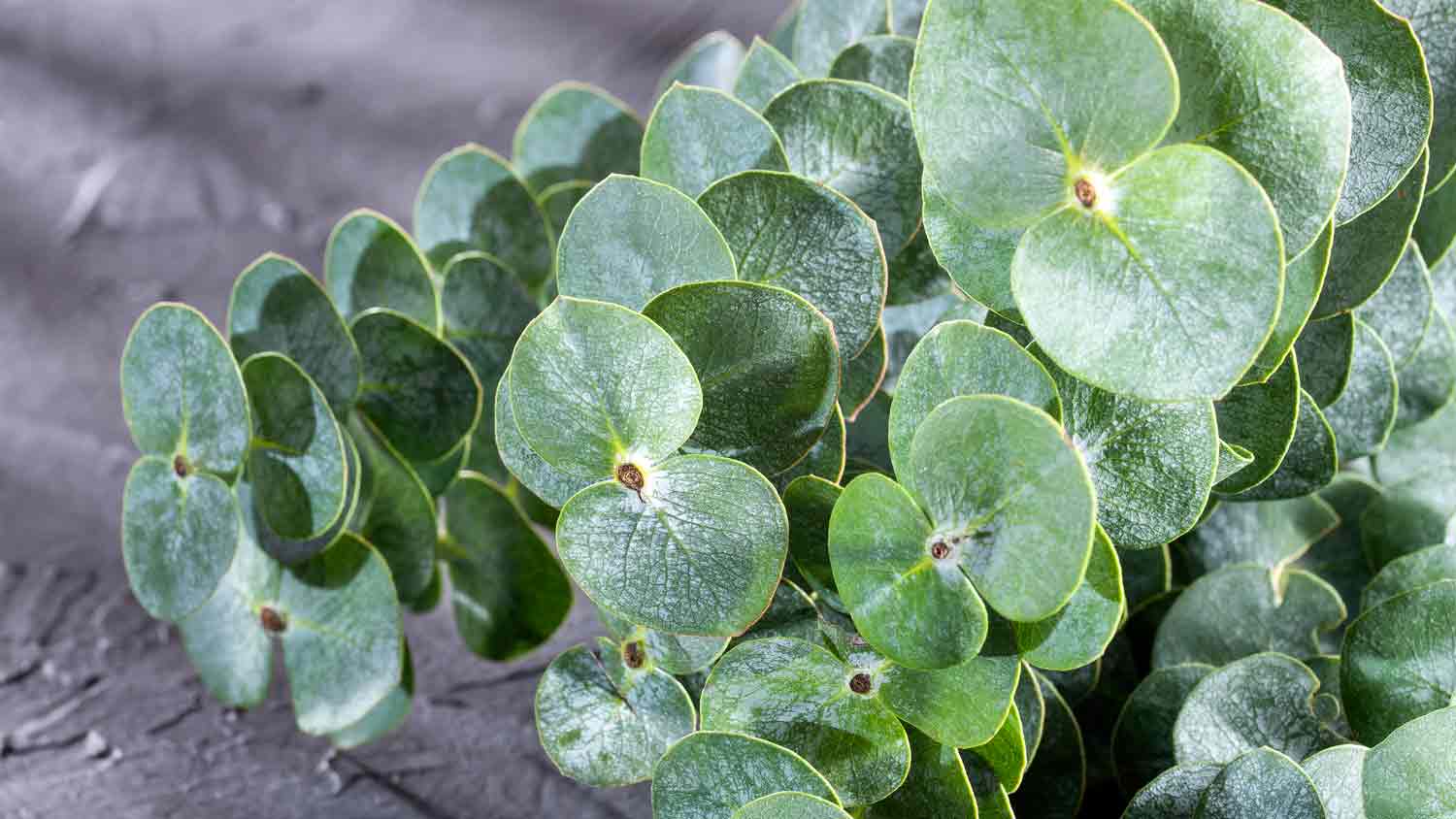 close of of eucalyptus plant bundle 