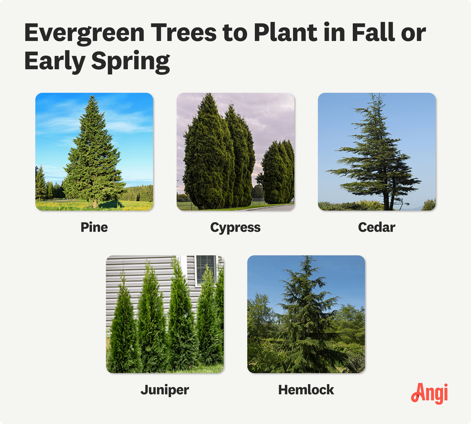 Evergreen trees to plant in fall or early spring, including cypress, juniper, and hemlock