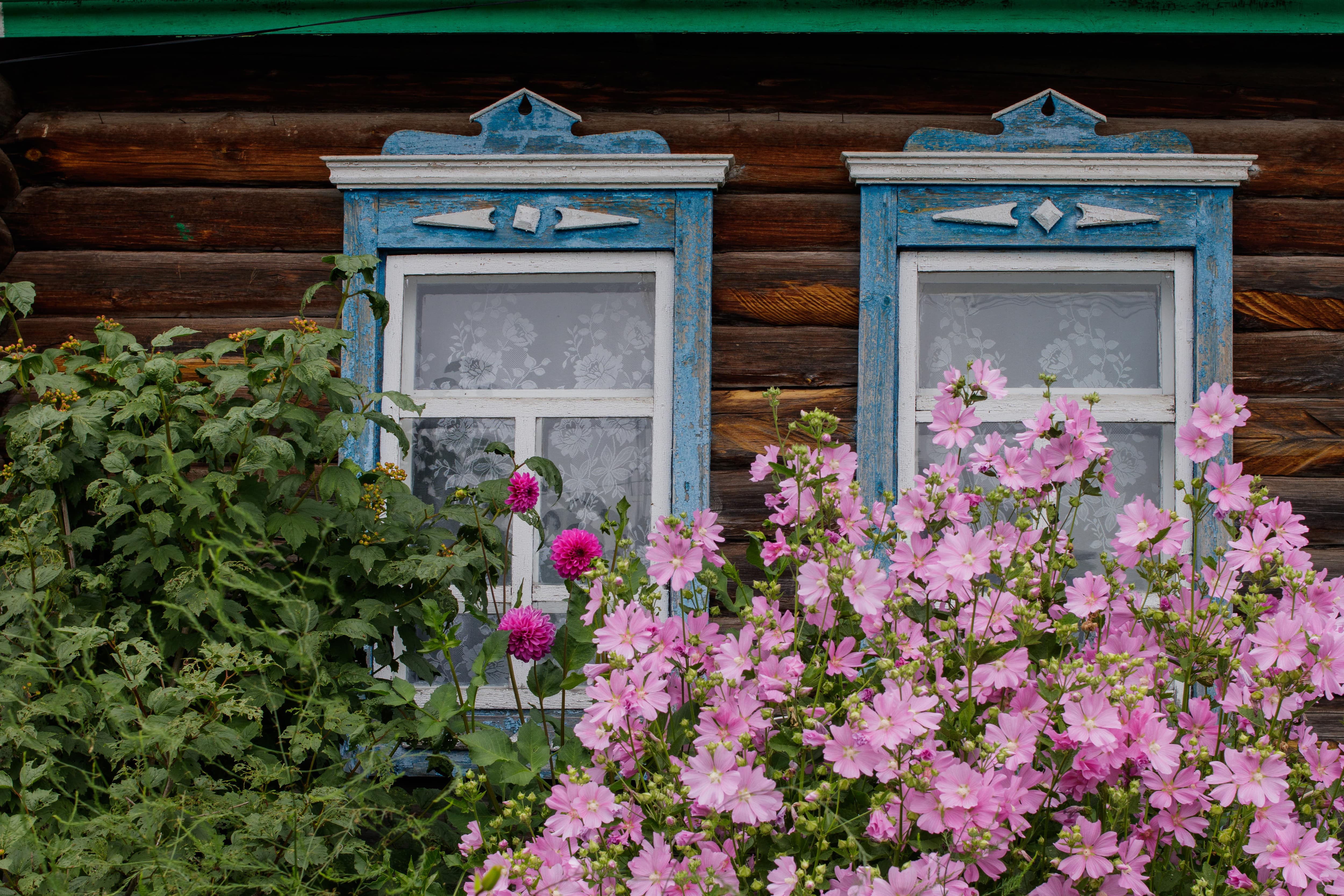 Two windows with vintage blue and white trim and casing