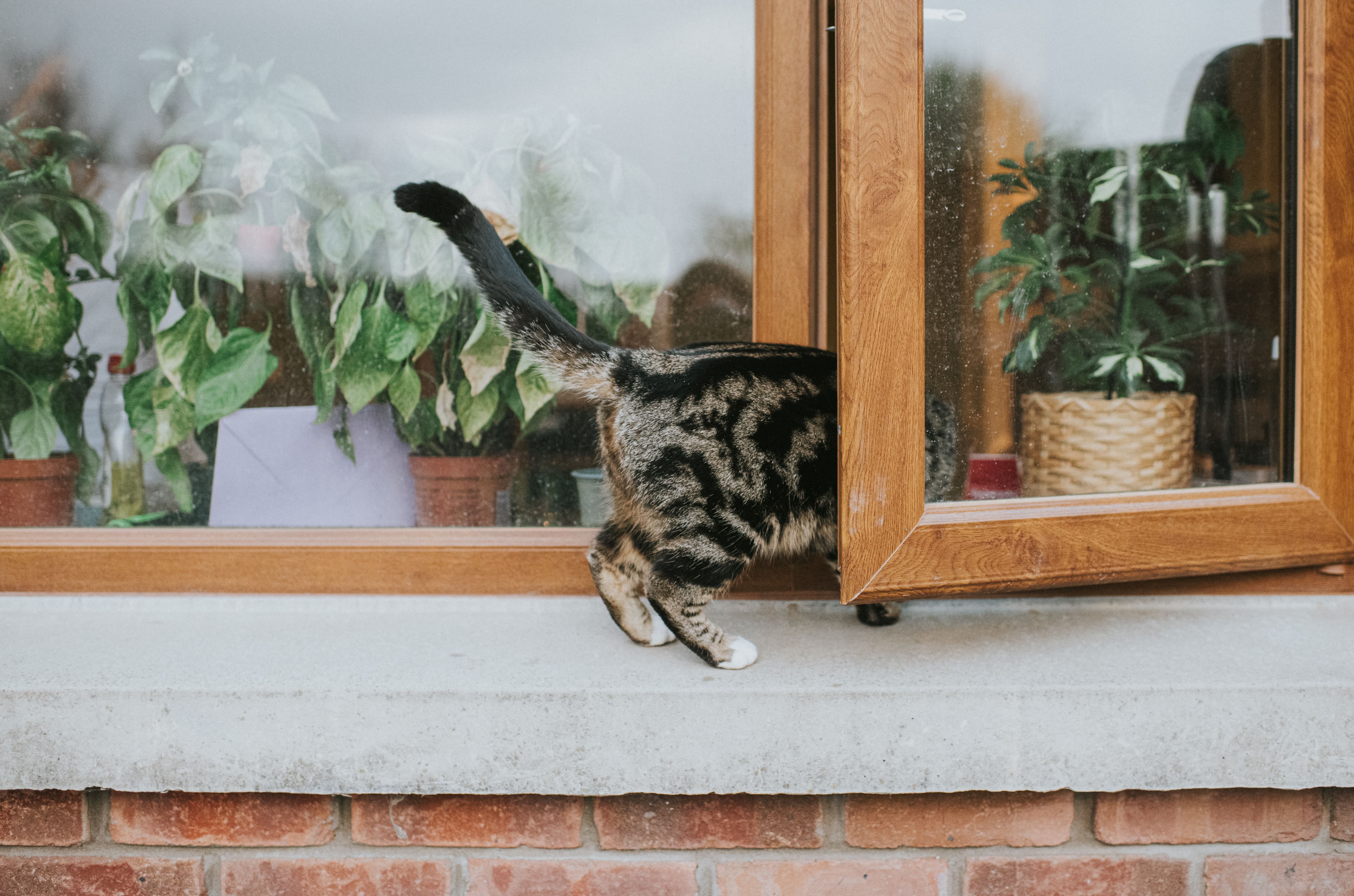 Cat walking into open window with wood trim