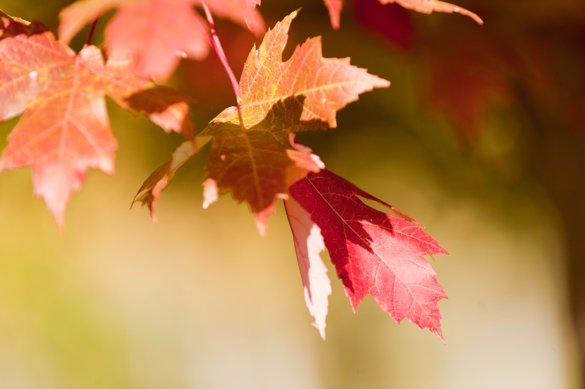 red leaves in fall