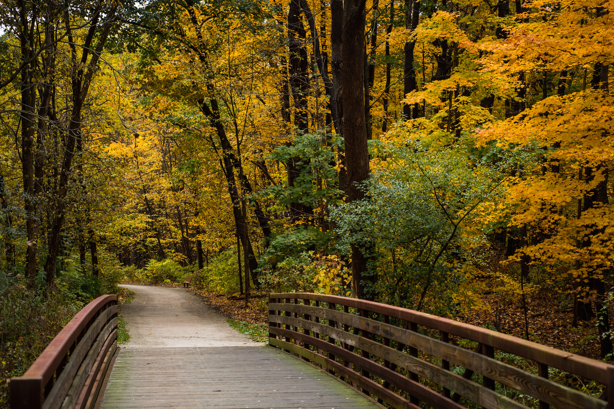 bridge and fall leaves