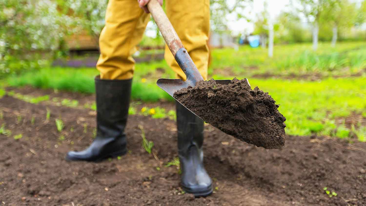 Farmer using shovel to dig soil from the ground