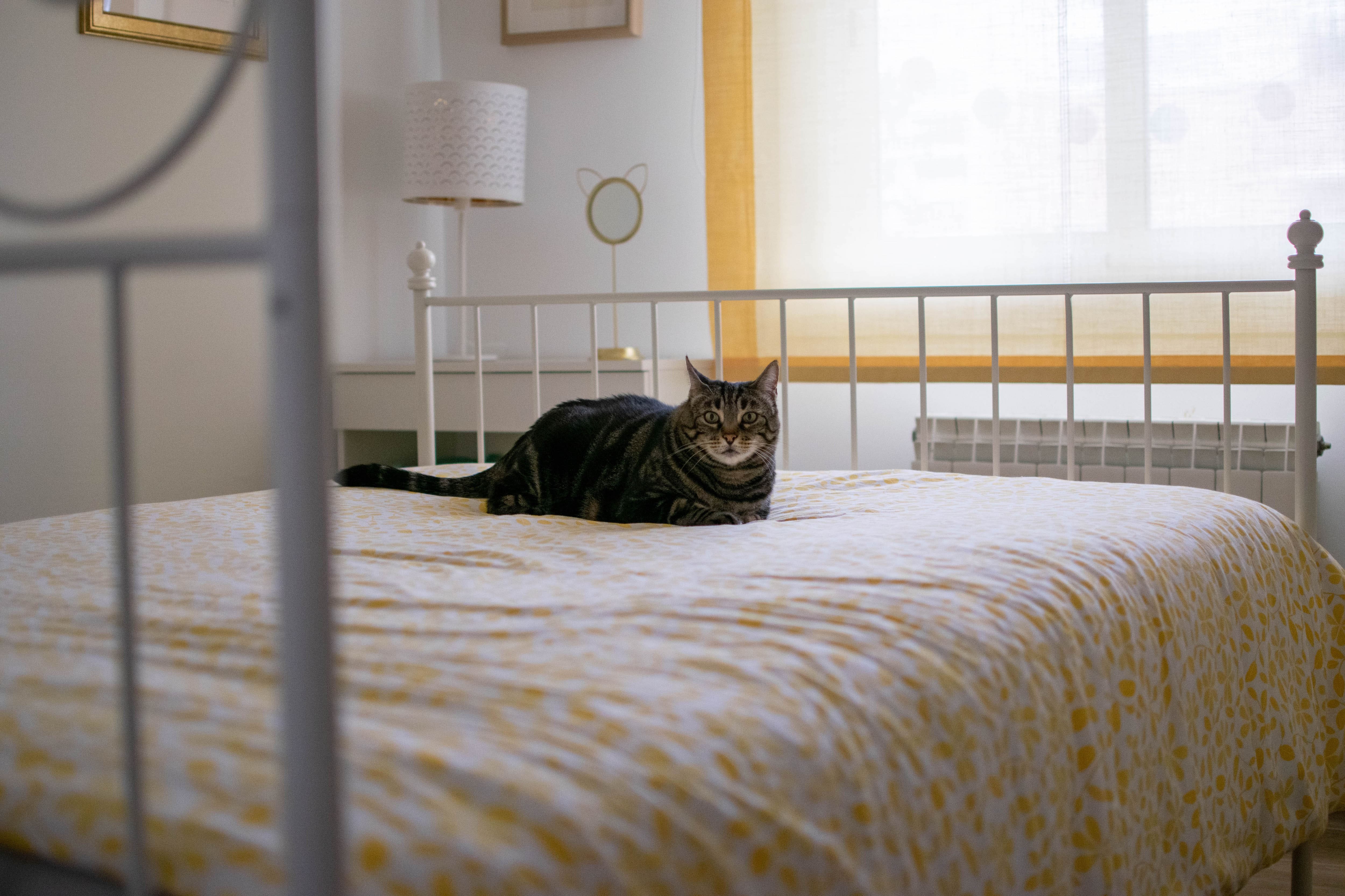 Farmhouse bedroom with yellow and white quilt with cat on top