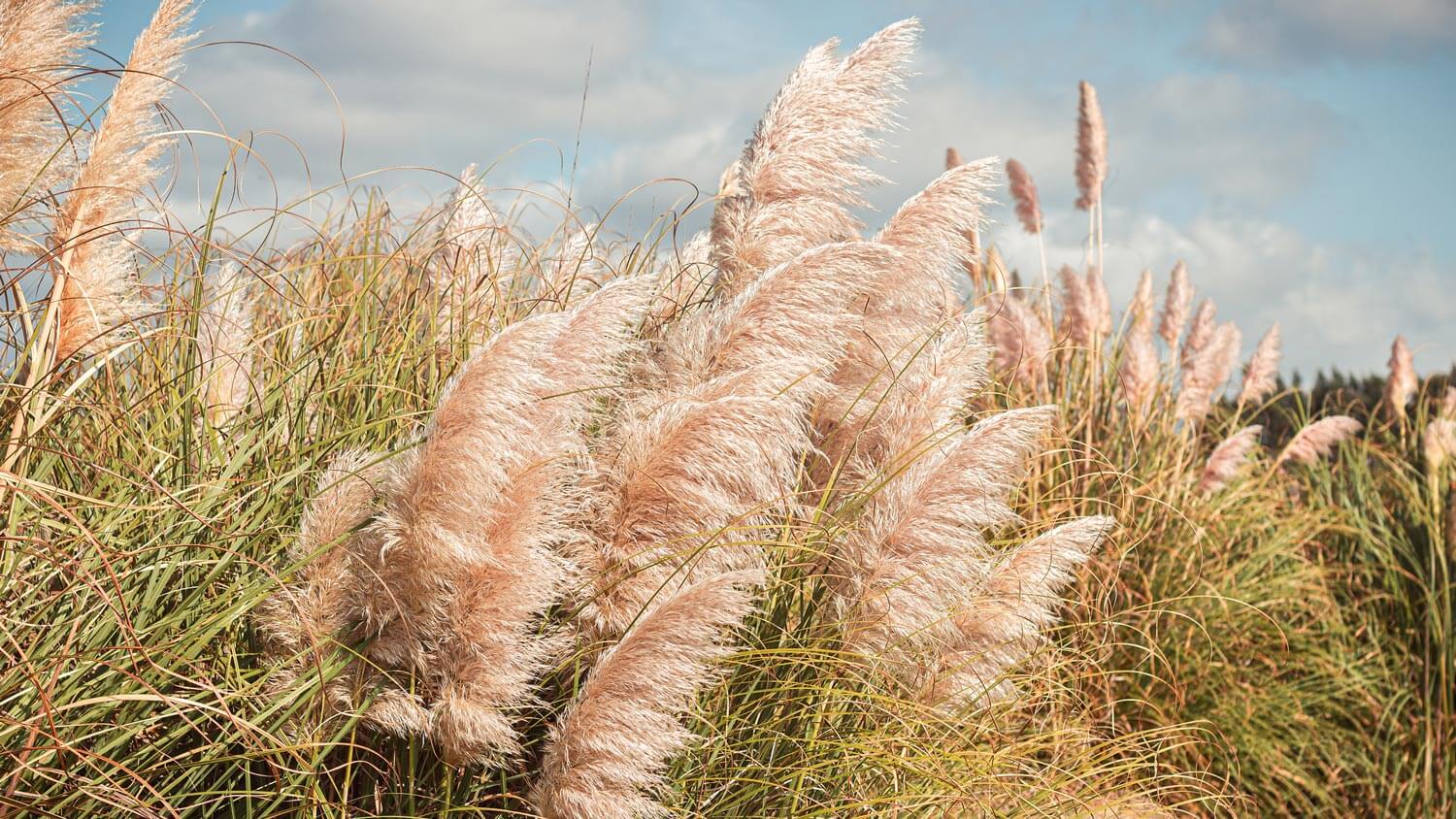 Feather reed grass against the blue sky