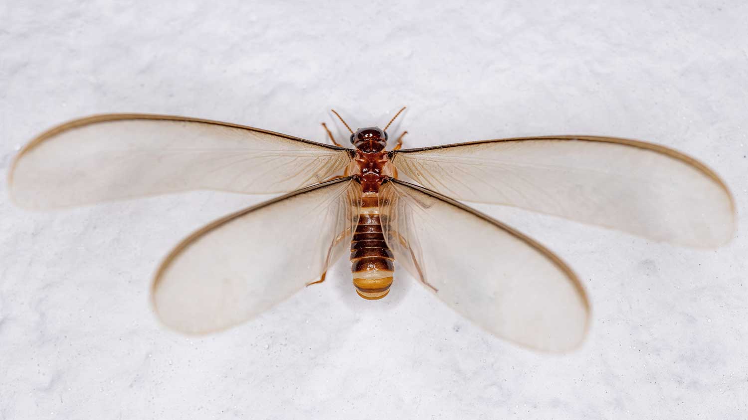 Female winged termite on a white wall