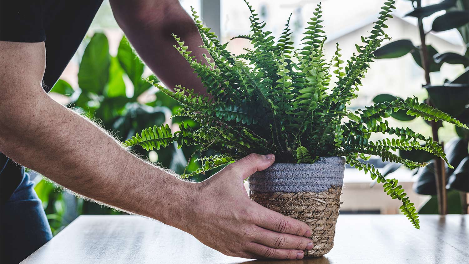 Man place fern on table