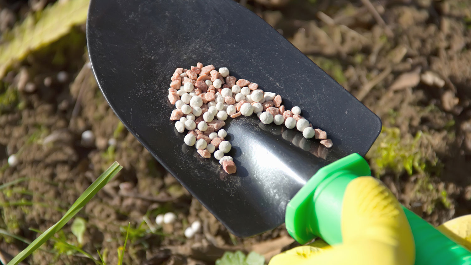 Closeup of flower fertilizer on a garden trowel