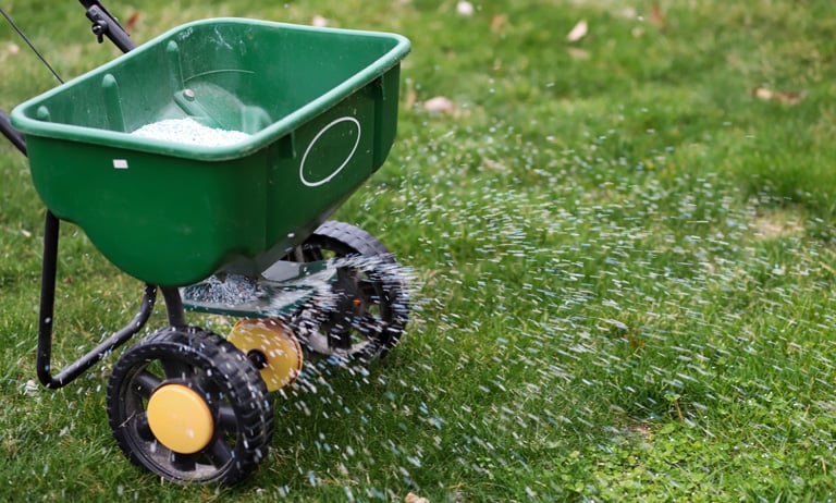 Lawn fertilizer spreader in use