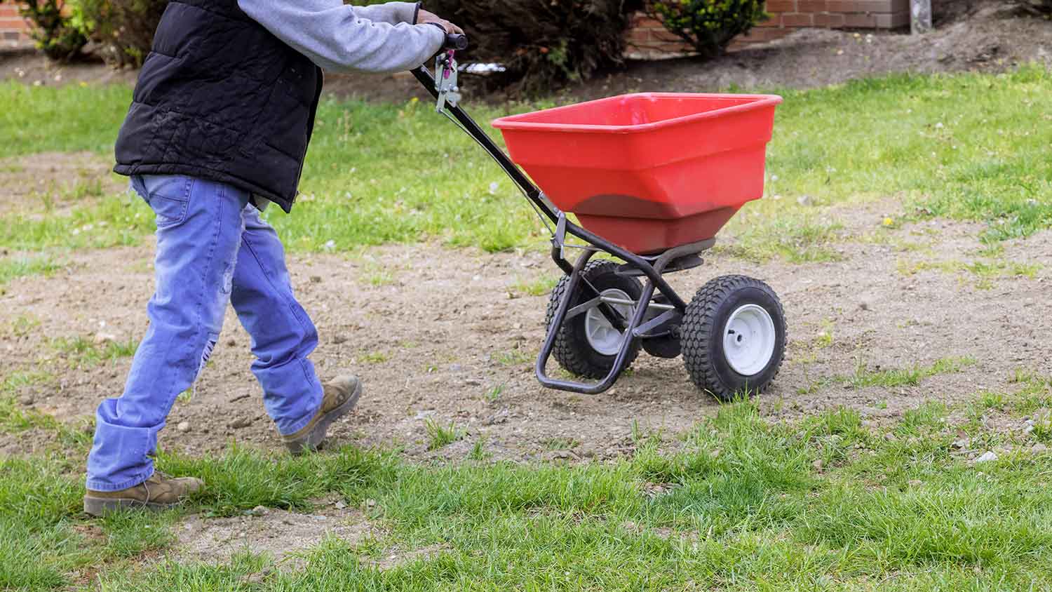 Man using spreader to fertilize patchy grass