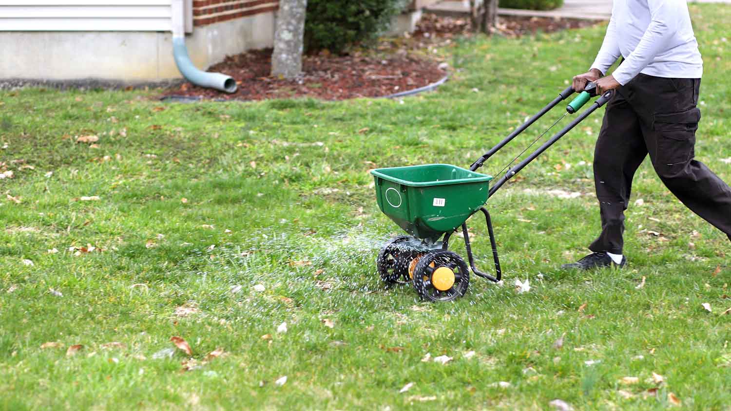 Man using fertilizer spreader in the yard