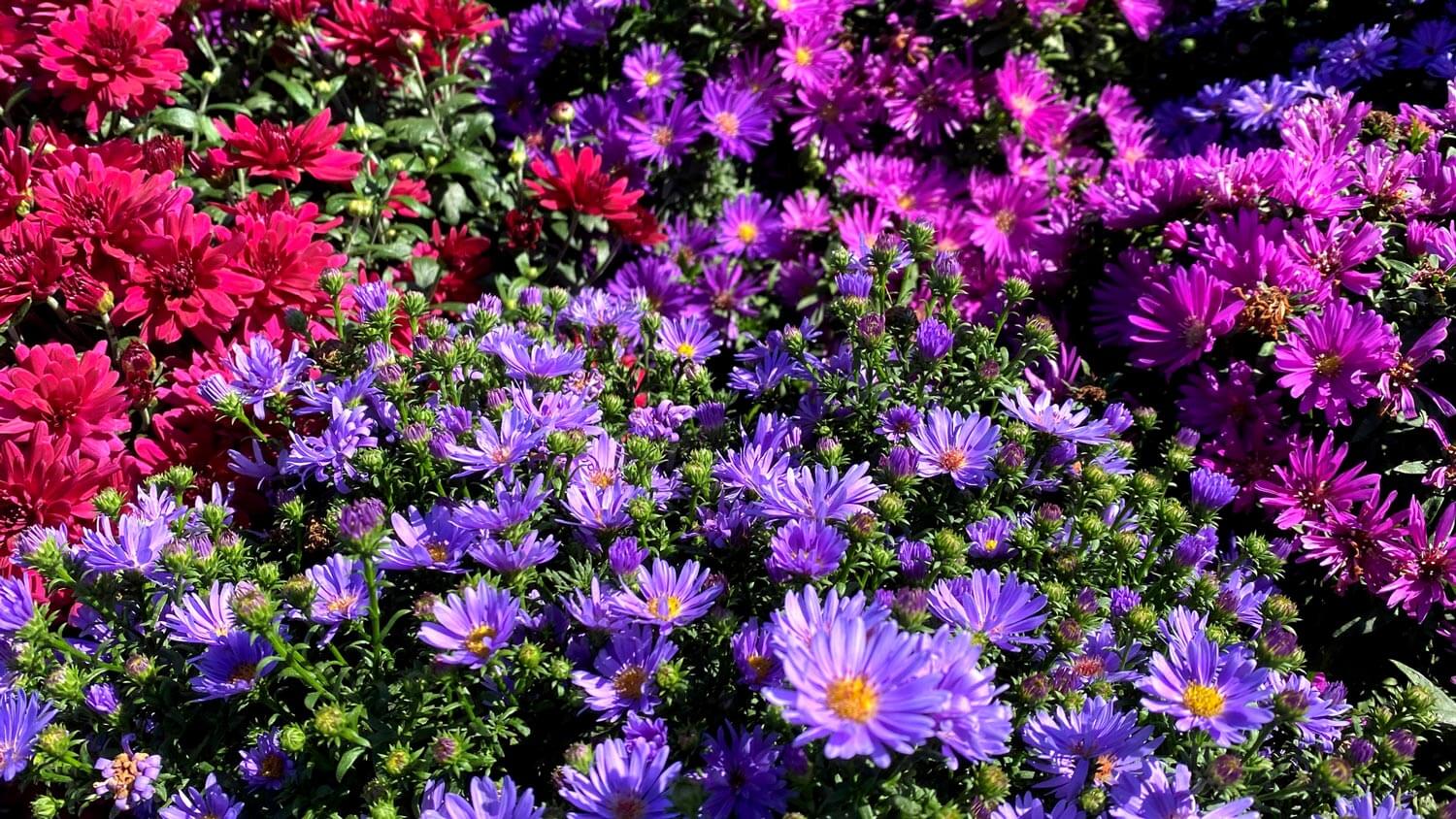 A field of colorful bloomed chrysanthemums