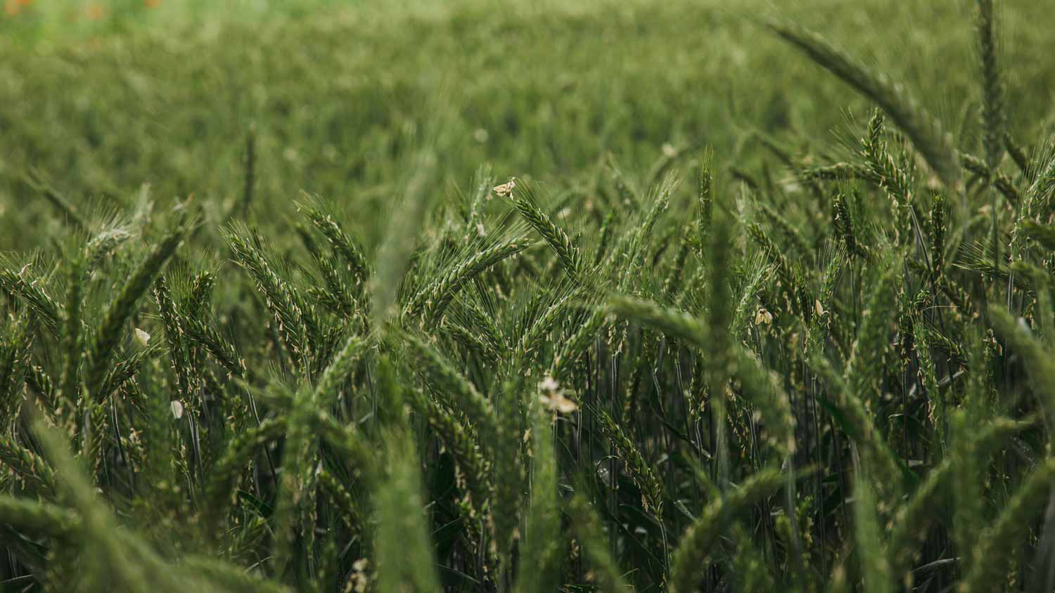 A field of green ryegrass