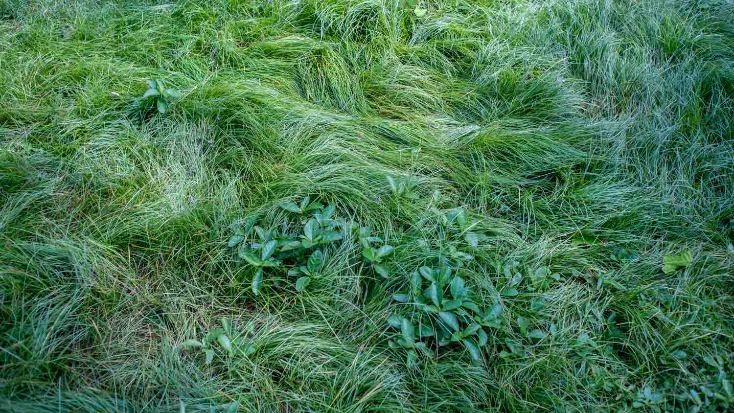 fine fescue grass