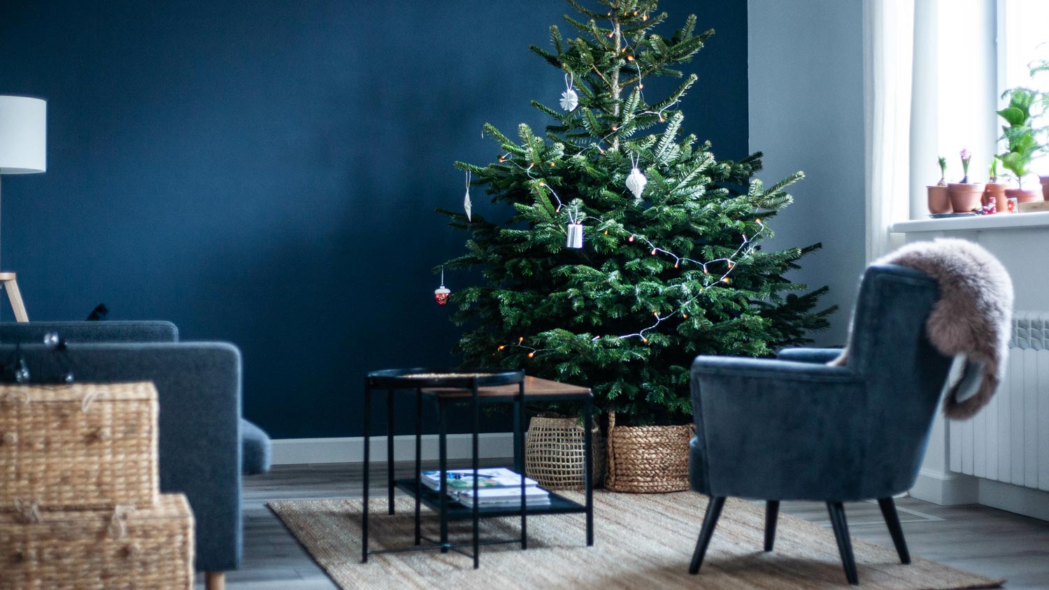 A Christmas fir tree in the living room