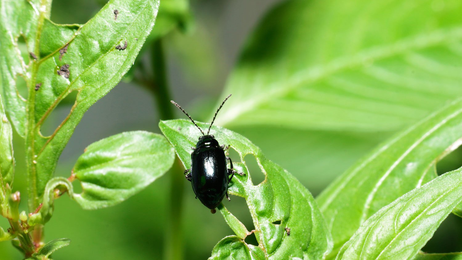 Flea beetle eating leaves