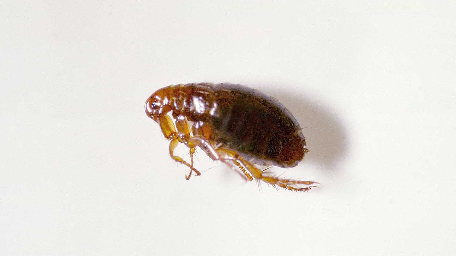 Closeup of a dead flea on white background