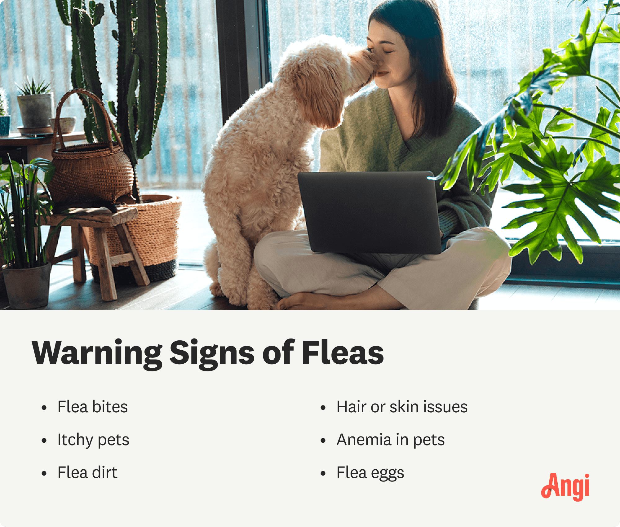 6 warning signs of fleas, including flea bites, hair or skin issues, and flea eggs