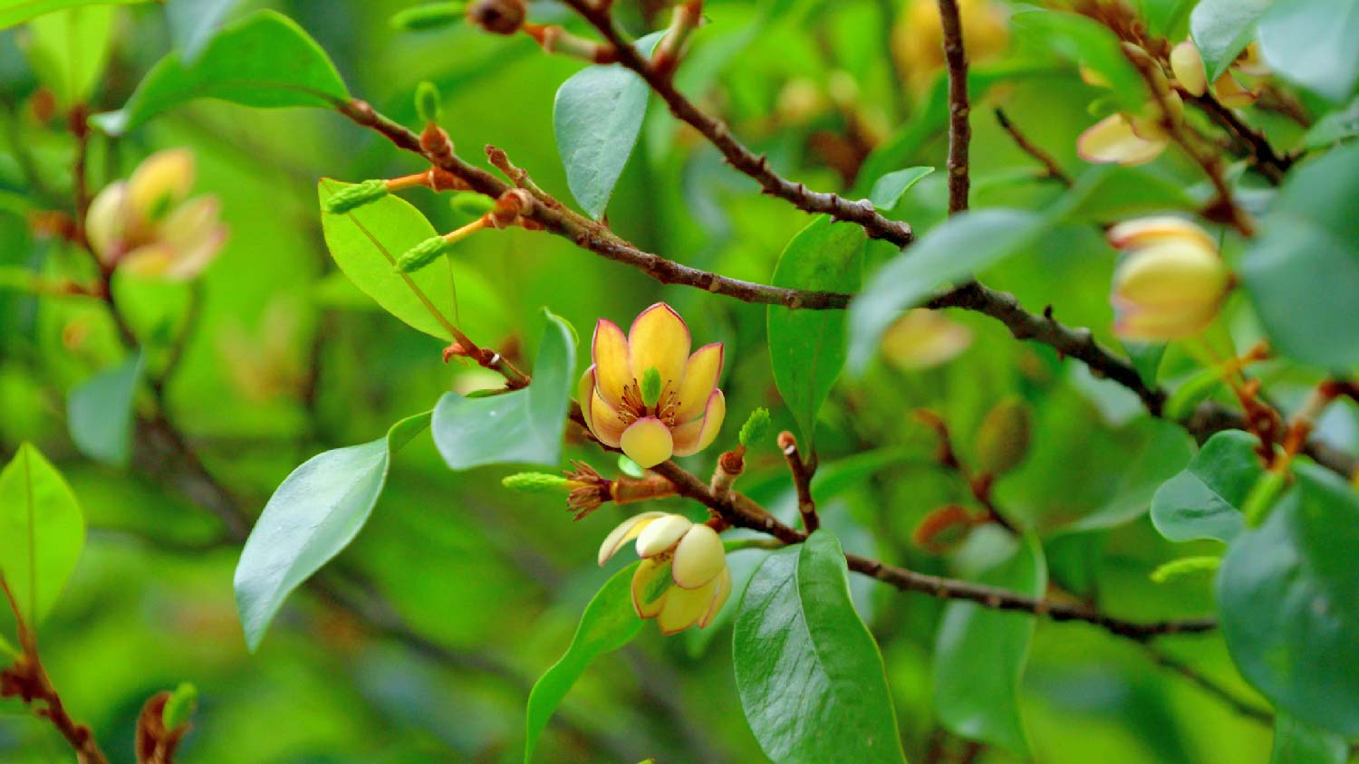 The flower of a banana shrub