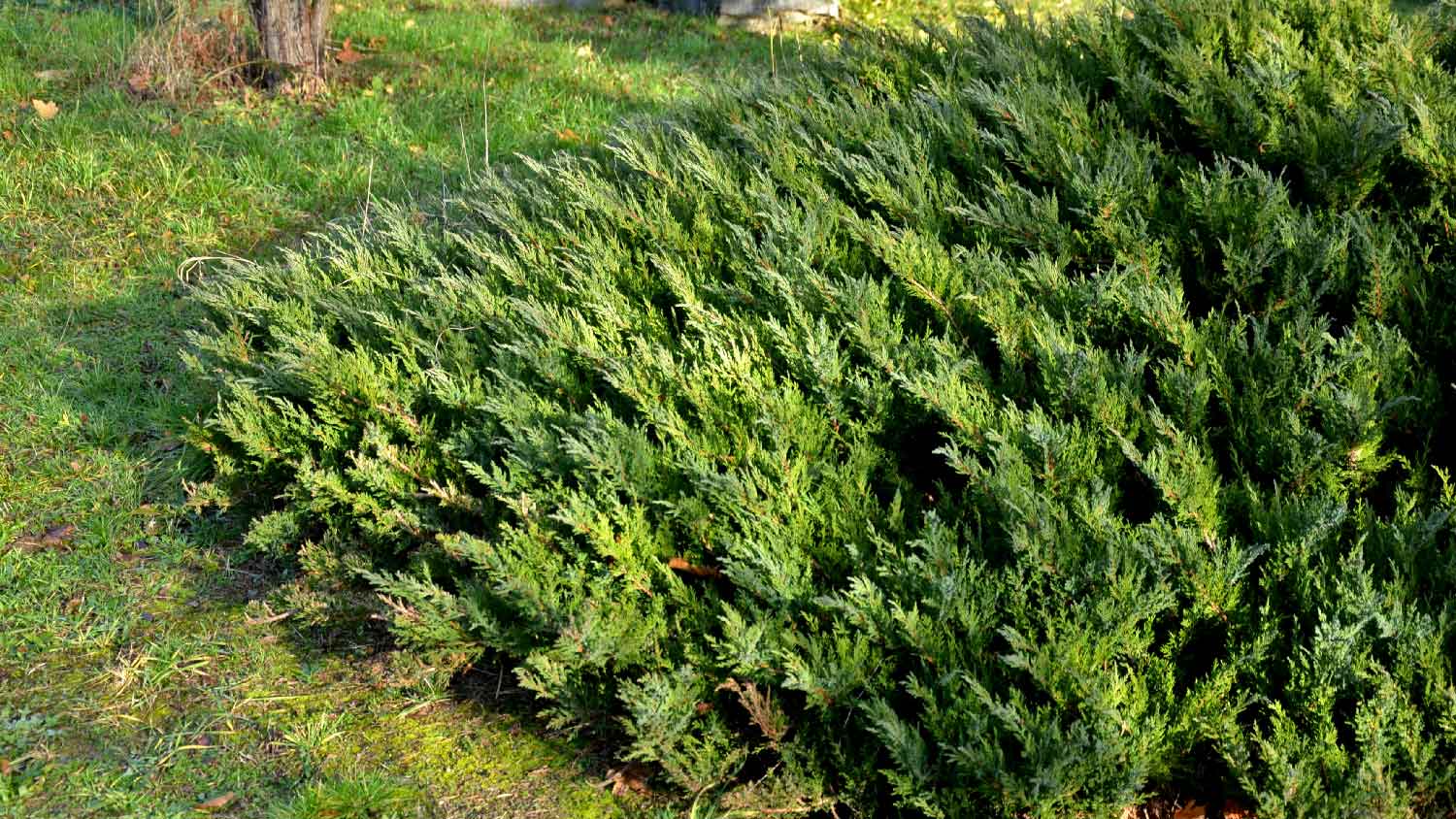 A flower bed of juniper