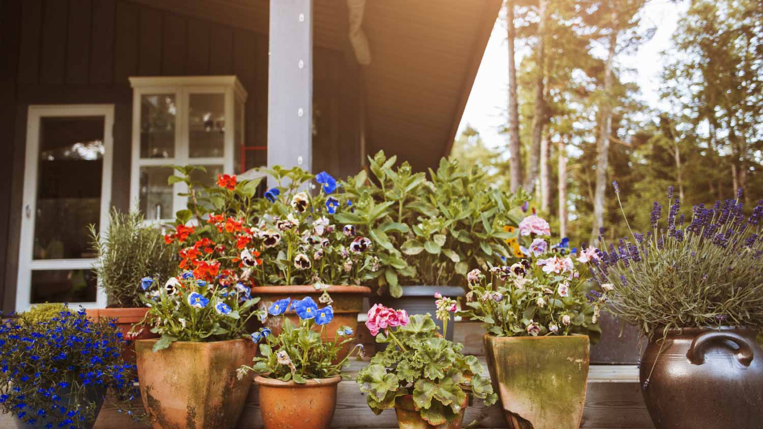 flower pots in the yard