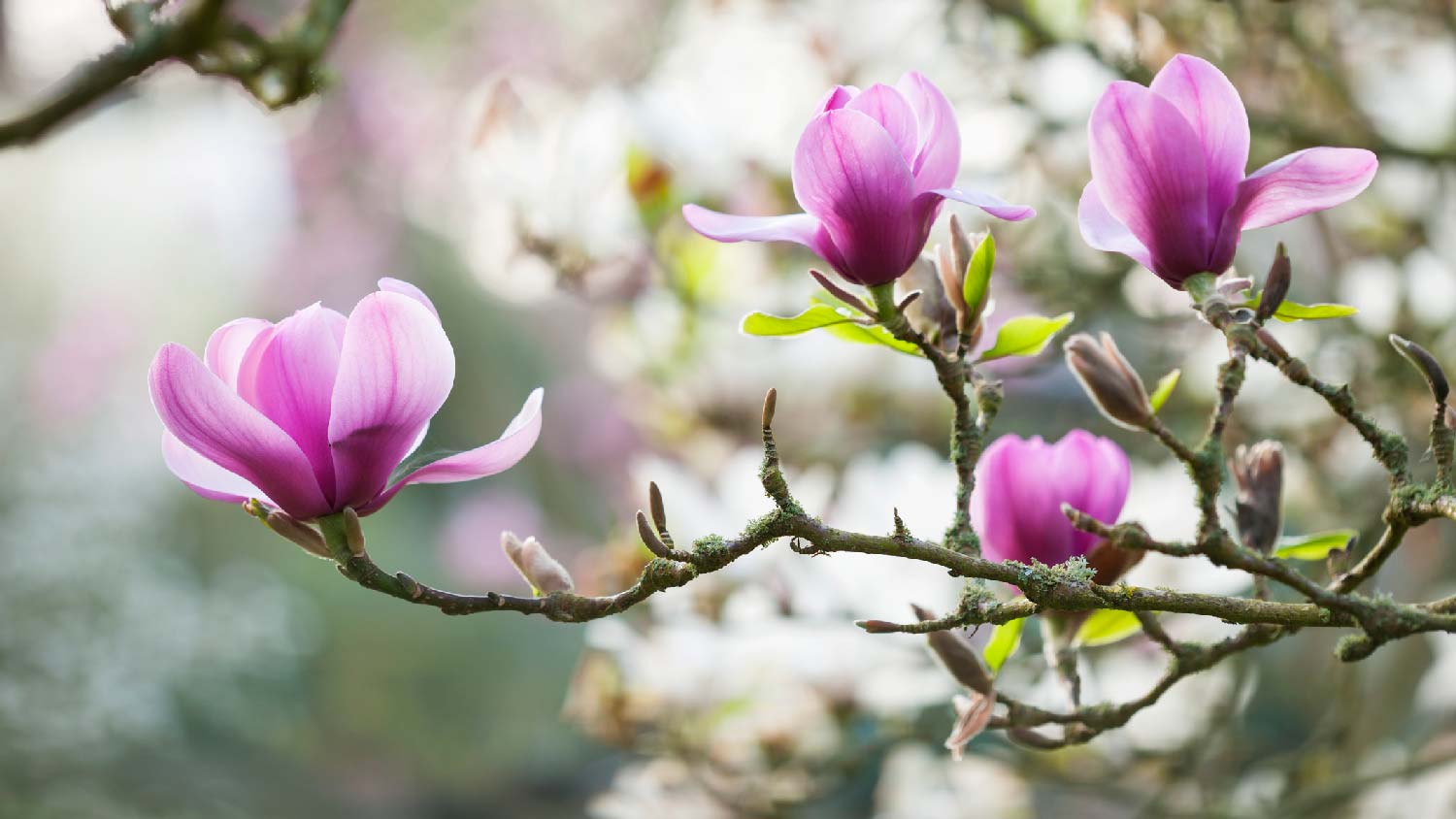 Flowers of a magnolia shrub